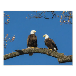 Bald Eagles Fotodruck