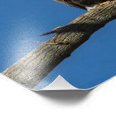 Bald Eagles Fotodruck (Ecke)