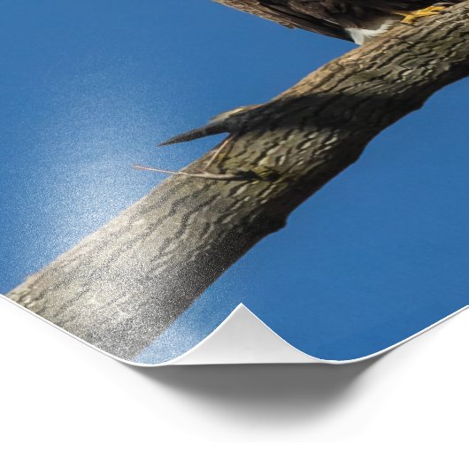 Bald Eagles Fotodruck (Ecke)