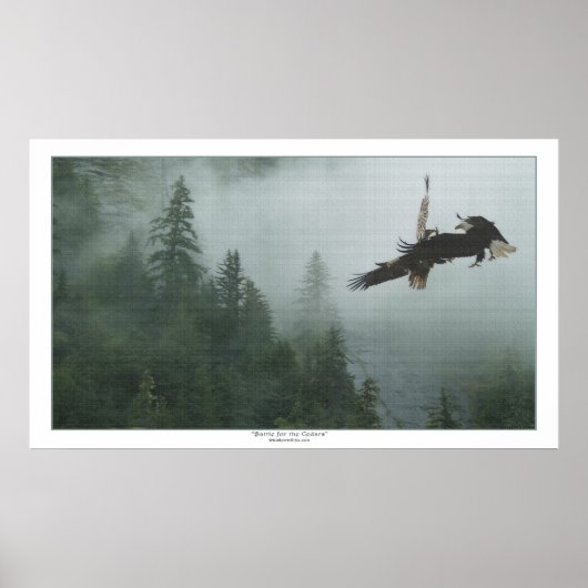 Bald Eagles kämpfen über einen Wald riesige Kunstd Poster (Vorne)
