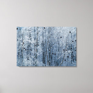 Bald Eagles Leinwanddruck