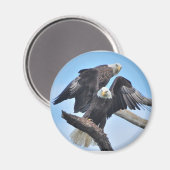 Bald Eagles Magnet (Vorderseite/Rückseite)