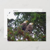 Bald Eagles Postcard Postkarte (Vorne/Hinten)