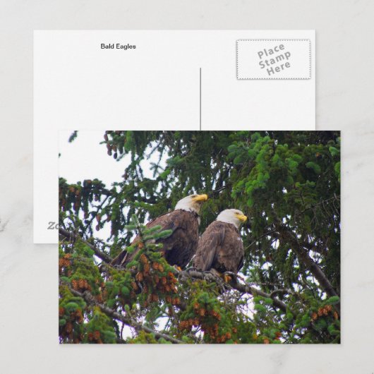Bald Eagles Postcard Postkarte (Vorne/Hinten)
