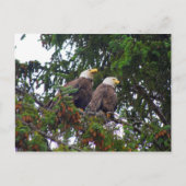 Bald Eagles Postcard Postkarte (Vorderseite)