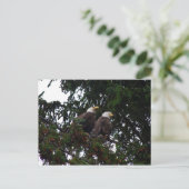 Bald Eagles Postcard Postkarte (Stehend Vorderseite)