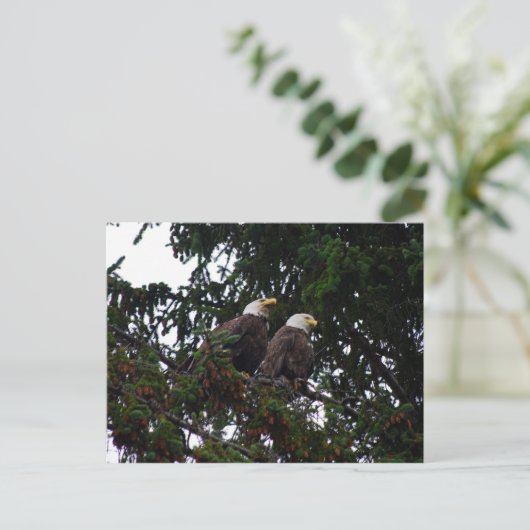 Bald Eagles Postcard Postkarte (Stehend Vorderseite)