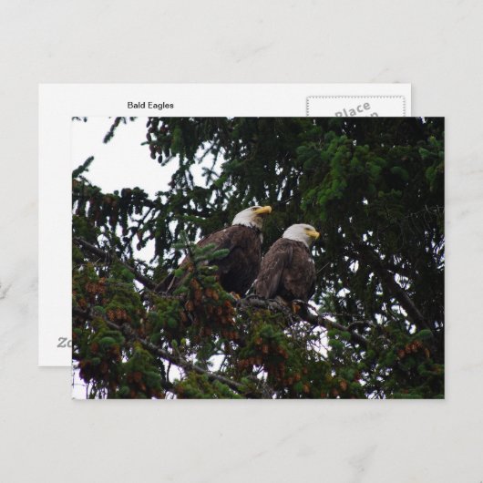 Bald Eagles Postcard Postkarte (Vorne/Hinten)