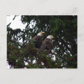 Bald Eagles Postcard Postkarte (Vorderseite)