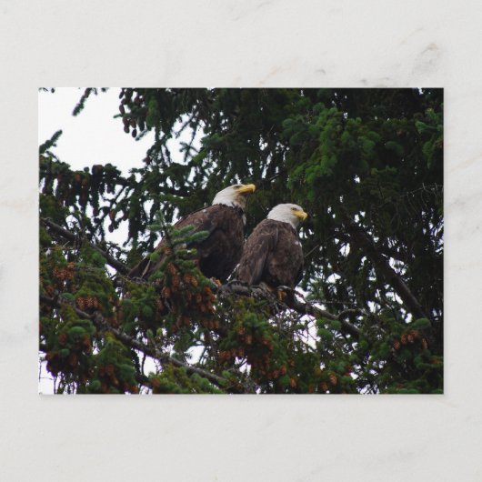 Bald Eagles Postcard Postkarte (Vorderseite)