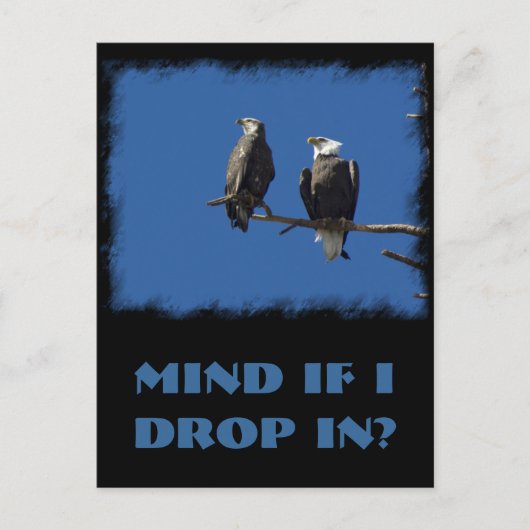 Bald Eagles Postkarte (Vorderseite)