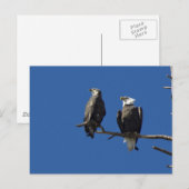 Bald Eagles Postkarte (Vorne/Hinten)