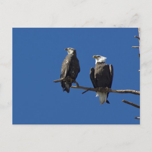 Bald Eagles Postkarte (Vorderseite)