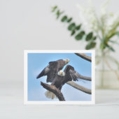 Bald Eagles Postkarte (Stehend Vorderseite)