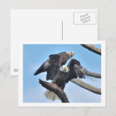 Bald Eagles Postkarte (Vorne/Hinten)