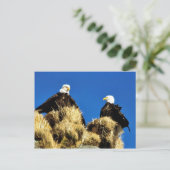 Bald Eagles Postkarte (Stehend Vorderseite)