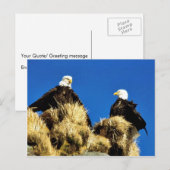 Bald Eagles Postkarte (Vorne/Hinten)