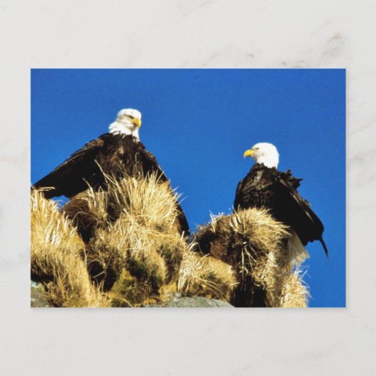 Bald Eagles Postkarte (Vorderseite)