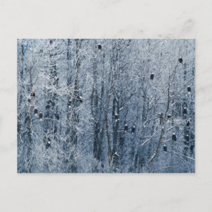 Bald Eagles Postkarte