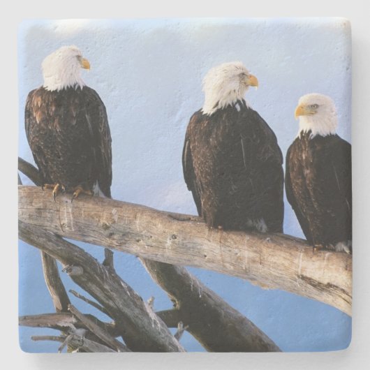 Bald Eagles Stone Untersetzer (Vorderseite)