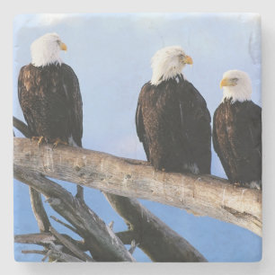 Bald Eagles Stone Untersetzer