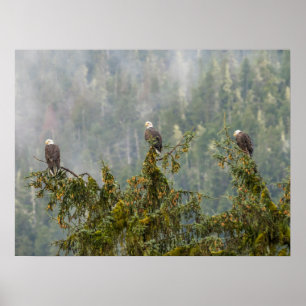 Bald Eagles   Tongass National Forest Alaska Poster