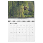 Bald Eagles Wildlife Fotografy Kalender (Feb 2027)