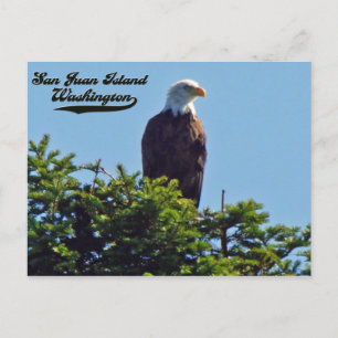 Bald EagleSan Juan Island, Washington Postcard Postkarte