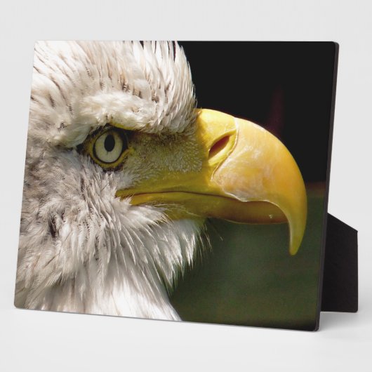 BALD EGELN FOTOPLATTE (Seite)