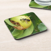 Bald gegenüber Hornet essen eine Birne Untersetzer (Linke Seite)