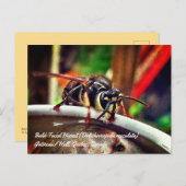 Bald Gesichts Hornet (Dolichovespula maculata) Was Postkarte (Vorne/Hinten)