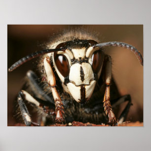 Bald-Gesichtshornet Poster