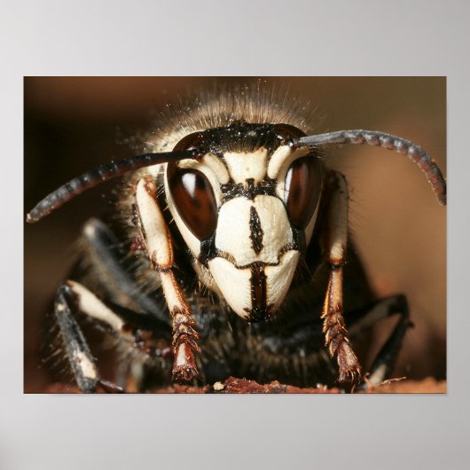 Bald-Gesichtshornet Poster (Vorne)