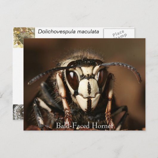 Bald-Gesichtshornet Postkarte (Vorne/Hinten)