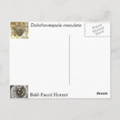 Bald-Gesichtshornet Postkarte (Rückseite)