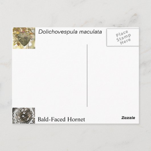 Bald-Gesichtshornet Postkarte (Rückseite)