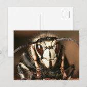 Bald-Gesichtshornet Postkarte (Vorne/Hinten)