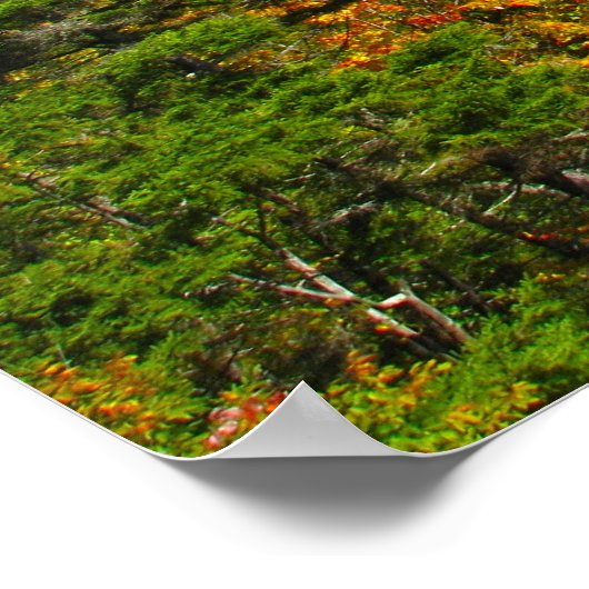 Bald Mountain Lookout Poster (Ecke)