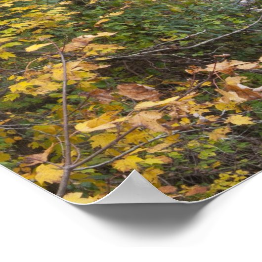 Bald River Falls Poster (Ecke)