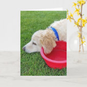 bald wieder gesund Hund mit rotem Wasser Karte (Gelbe Blume)