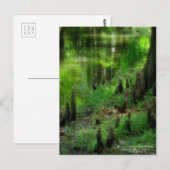 Bald-Zypresse und Teich: Postkarte (Vorne/Hinten)