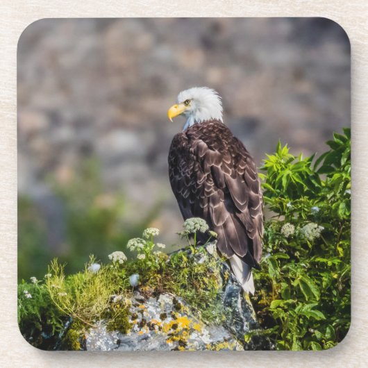 Baldadler auf dem Felsen Getränkeuntersetzer (Vorderseite)