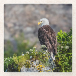 Baldadler auf dem Felsen Glasuntersetzer
