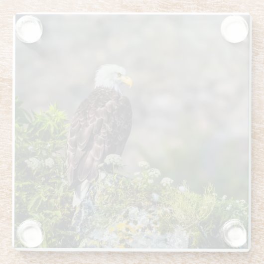 Baldadler auf dem Felsen Glasuntersetzer (Rückseite)
