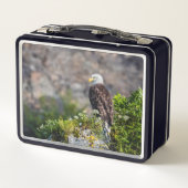 Baldadler auf dem Felsen Metall Brotdose (Rückseite)