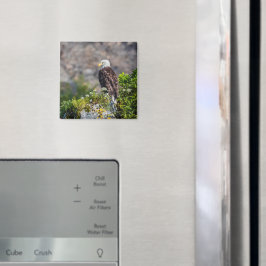 Baldadler auf dem Felsenmagneten Magnet