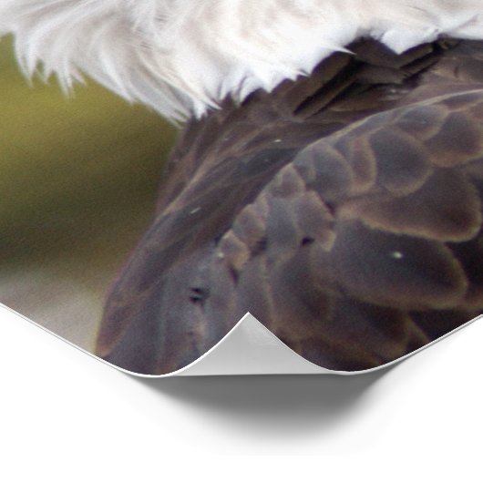 Baldeagle10x10 Poster (Ecke)