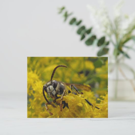 Baldgesicht Postkarte (Stehend Vorderseite)