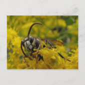 Baldgesicht Postkarte (Vorderseite)