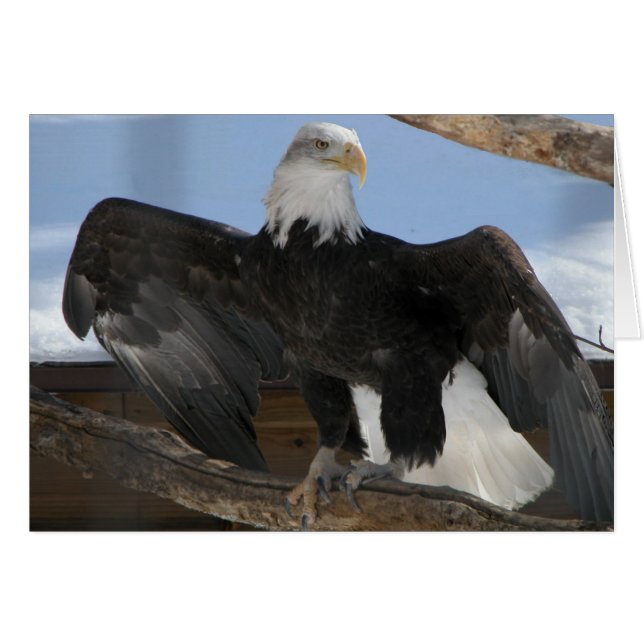 Baldie (Vorderseite (Horizontal))